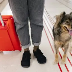 Wizzair pies w samolocie? Nie, to podróżnik z pupilem na lotnisku, gotowi na przygodę.
