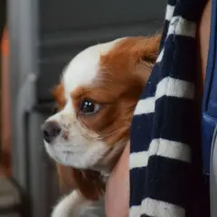 Cavalier King Charles Spaniel w pasiastej bluzie, przygotowany do lotu z psem.