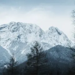 Zimowe Tatry dla początkujących: ośnieżone szczyty, gęste lasy i samotne drzewa tworzą malowniczy krajobraz.