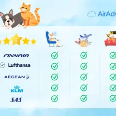 Porównanie linii lotniczych: Finnair, Lufthansa, Aegean, KLM, SAS. Sprawdź, jakie linie lotnicze pozwalają na przewóz zwierząt.