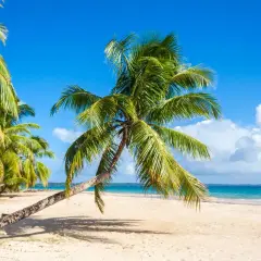 Palmy na piaszczystej plaży, błękitne niebo i turkusowe morze. To piękny widok, choć na Madagaskarze pora deszczowa może przynieść inne krajobrazy.