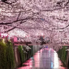 Magiczny widok kanału w Japonii, kiedy kwitną wiśnie. Różowe kwiaty tworzą tunel nad wodą, odbijając się w jej tafli.