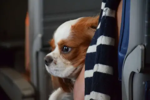 Cavalier King Charles Spaniel w pasiastej bluzie, przygotowany do lotu z psem.