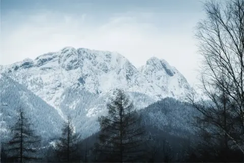 Zimowe Tatry dla początkujących: ośnieżone szczyty, gęste lasy i samotne drzewa tworzą malowniczy krajobraz.