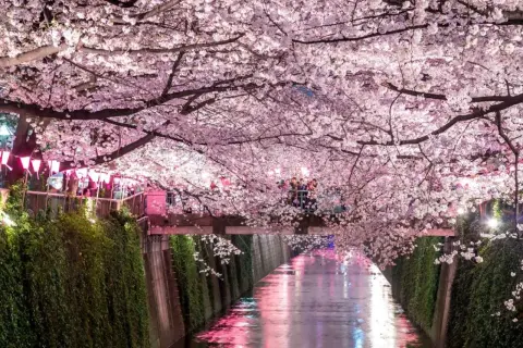 Magiczny widok kanału w Japonii, kiedy kwitną wiśnie. Różowe kwiaty tworzą tunel nad wodą, odbijając się w jej tafli.