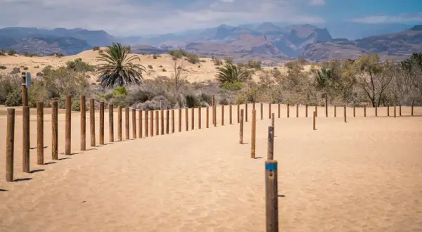 Drewniane słupki wyznaczają ścieżkę przez piaszczyste **dunas de Maspalomas**. W tle palmy i górzysty krajobraz.