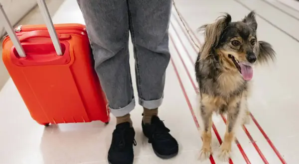 Wizzair pies w samolocie? Nie, to podróżnik z pupilem na lotnisku, gotowi na przygodę.