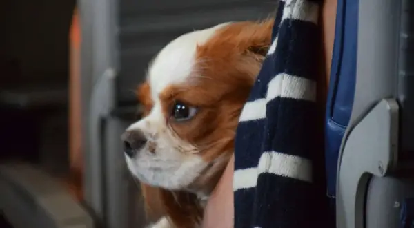 Cavalier King Charles Spaniel w pasiastej bluzie, przygotowany do lotu z psem.