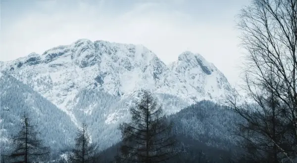 Zimowe Tatry dla początkujących: ośnieżone szczyty, gęste lasy i samotne drzewa tworzą malowniczy krajobraz.