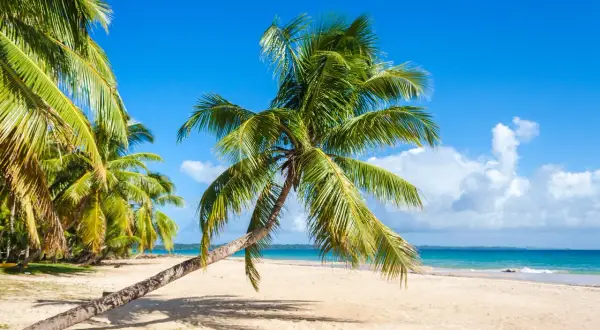 Palmy na piaszczystej plaży, błękitne niebo i turkusowe morze. To piękny widok, choć na Madagaskarze pora deszczowa może przynieść inne krajobrazy.