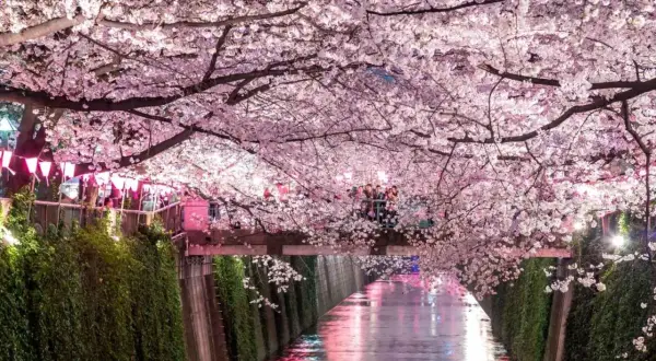 Magiczny widok kanału w Japonii, kiedy kwitną wiśnie. Różowe kwiaty tworzą tunel nad wodą, odbijając się w jej tafli.