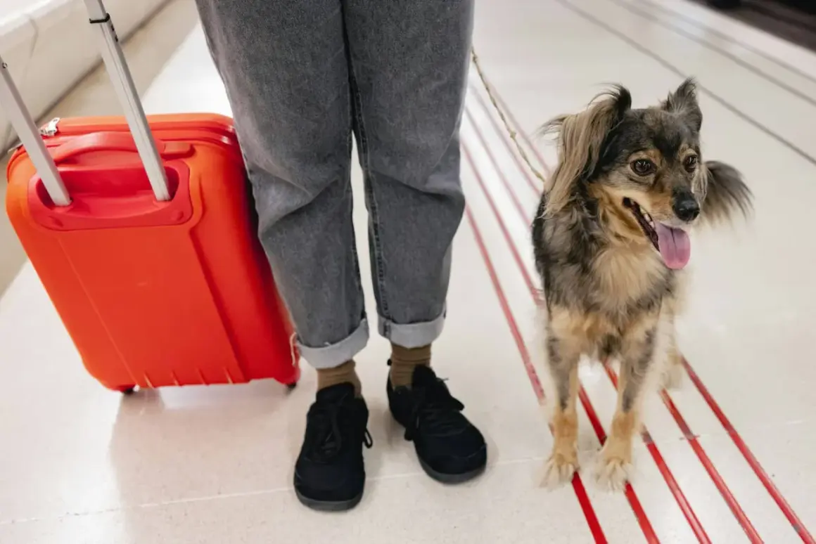 Wizzair pies w samolocie? Nie, to podróżnik z pupilem na lotnisku, gotowi na przygodę.