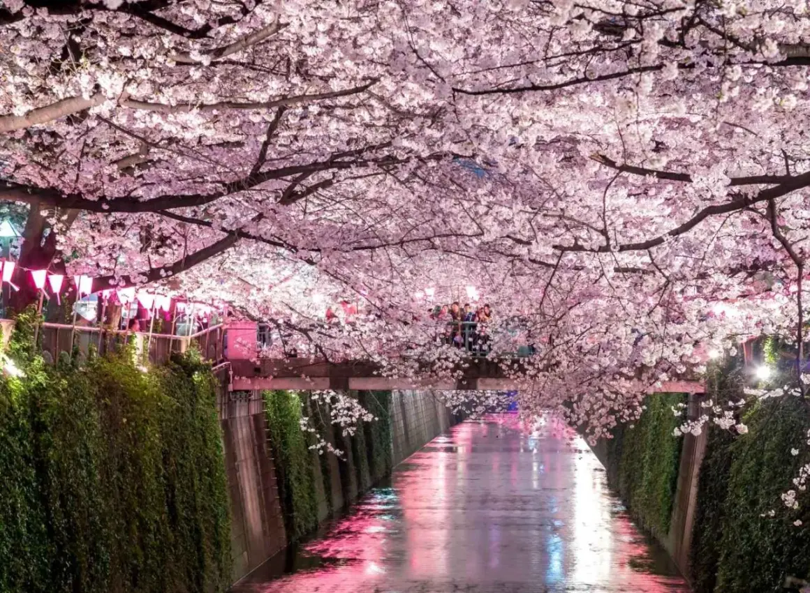 Magiczny widok kanału w Japonii, kiedy kwitną wiśnie. Różowe kwiaty tworzą tunel nad wodą, odbijając się w jej tafli.
