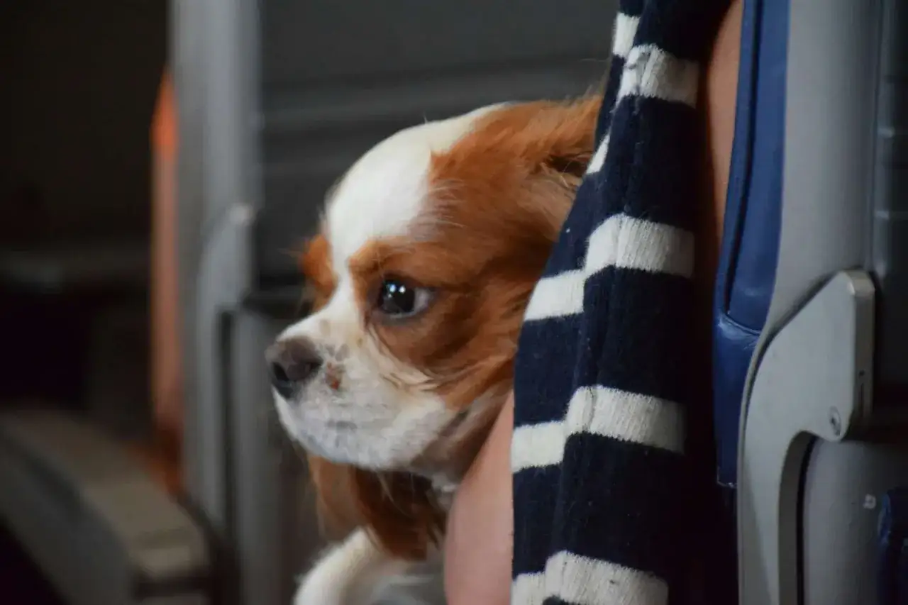 Cavalier King Charles Spaniel w pasiastej bluzie, gotowy na loty z psem.