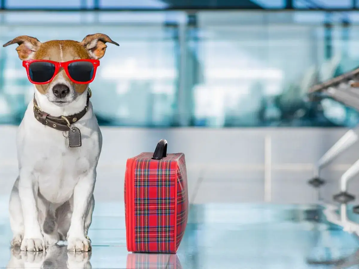 Wizzair pies w samolocie, gotowy na podr&oacute;ż. W okularach przeciwsłonecznych i z walizką czeka na odprawę.