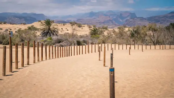 Drewniane słupki wyznaczają ścieżkę przez piaszczyste **dunas de Maspalomas**. W tle palmy i górzysty krajobraz.