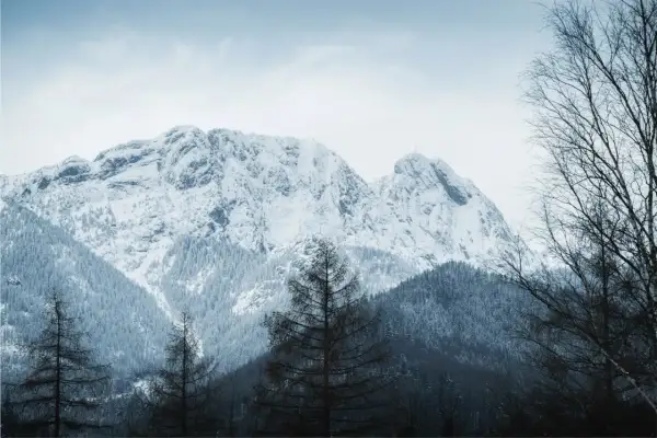 Zimowe Tatry dla początkujących: ośnieżone szczyty, gęste lasy i samotne drzewa tworzą malowniczy krajobraz.
