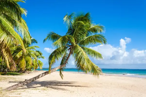 Palmy na piaszczystej plaży, błękitne niebo i turkusowe morze. To piękny widok, choć na Madagaskarze pora deszczowa może przynieść inne krajobrazy.
