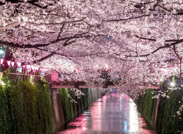 Magiczny widok kanału w Japonii, kiedy kwitną wiśnie. Różowe kwiaty tworzą tunel nad wodą, odbijając się w jej tafli.